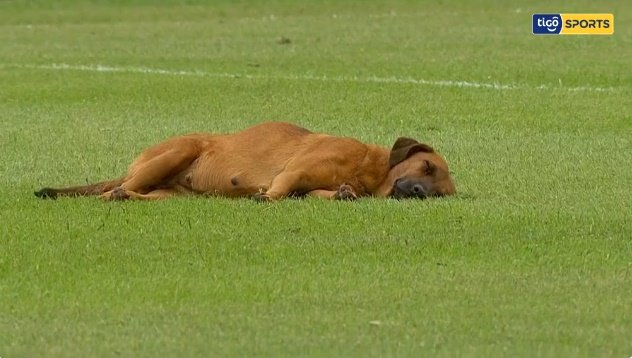  8일(현지시간) 파라과이에서 벌어진 한 축구 경기에서는 개 한 마리가 필드에서 잠들었다. /사진=tico 스포츠 트위터 