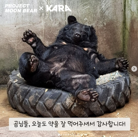 노령이 된 사육곰들이 많아, 약을 먹는 아이들이 많단다. 열심히 먹고, 건강해야지./사진=곰보금자리 프로젝트