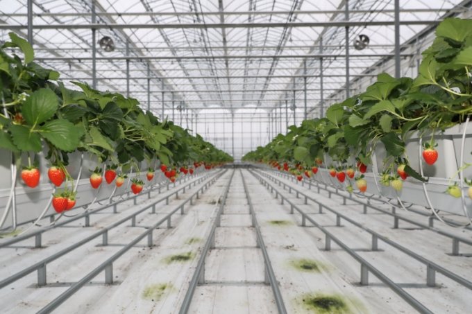 의성군 스마트팜에서 재배되고 있는 딸기의 모습/사진제공=의성군 농업기술센터