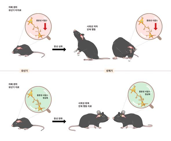 유년기 치료 여부에 따른 성체기 자폐 증상 발현을 보여주는 그림. 흥분성 시냅스의 수와 기능에 이상이 생기면 자폐 증상이 유발된다. 연구진은 유년기에 집중적인 약물치료를 진행하면 사회성 저하와 반복 행동 등 자폐의 대표적인 증상이 성체기까지도 완화된다는 사실을 동물실험으로 입증했다. / 사진제공=기초과학연구원(IBS)