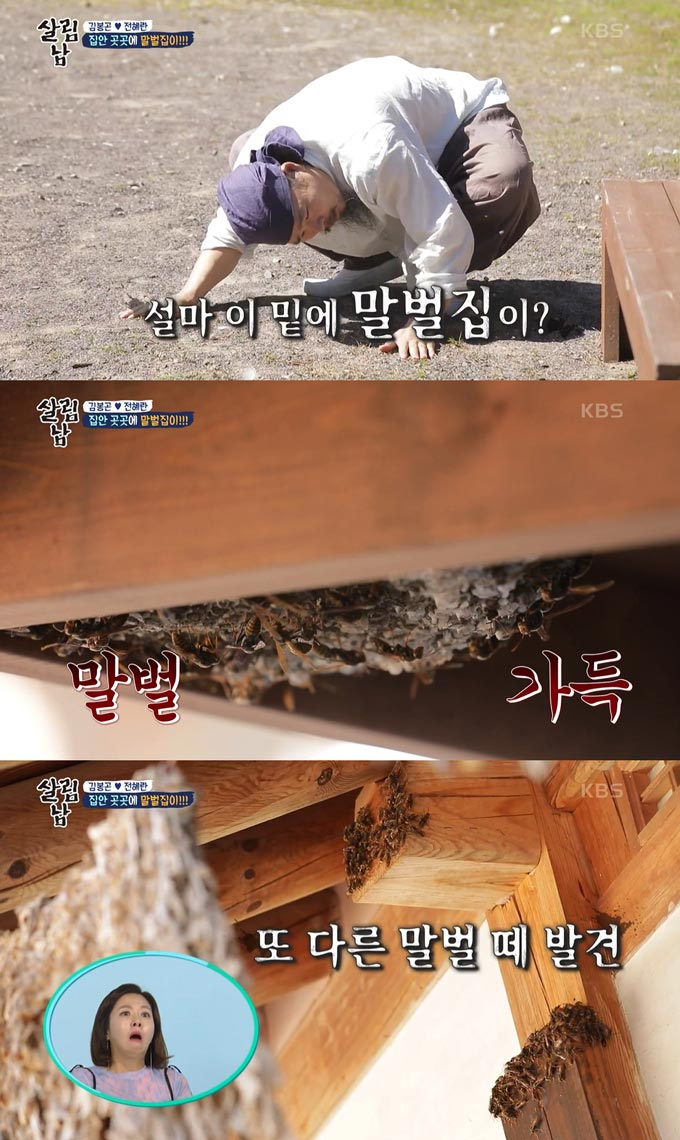 훈장 김봉곤 아내, 집 뒤덮은 말벌에 쏘여 비명→결국 119 출동 - 머니투데이 훈장 김봉곤 아내, 집 뒤덮은 말벌에 쏘여 비명→결국 119 출동 - 머니투데이