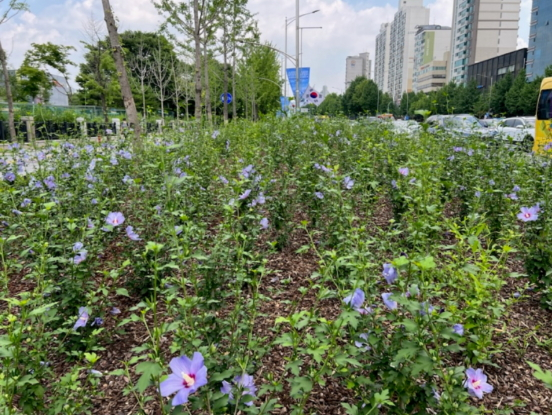 올해 서울시 송파구에 조성된 무궁화 동산./자료사진제공=산림청