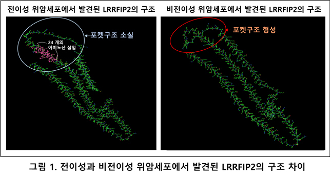 사진=메드팩토