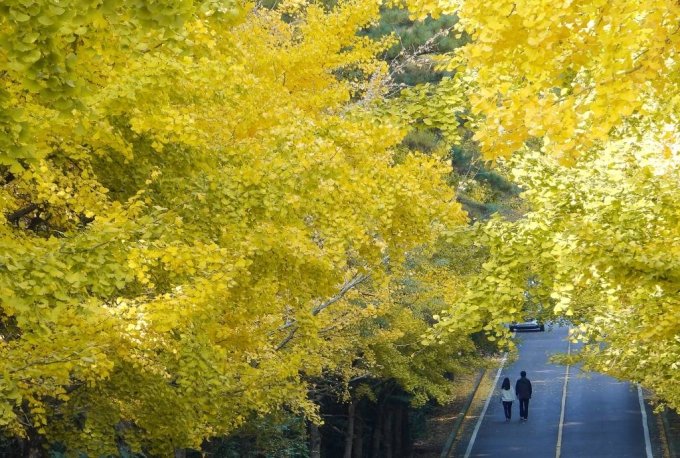 맑은 날씨를 보이는 9일 오후 제주대학교 은행나무 가로수길을 찾은 관광객들이 늦가을 정취를 느끼고 있다. /사진=뉴시스