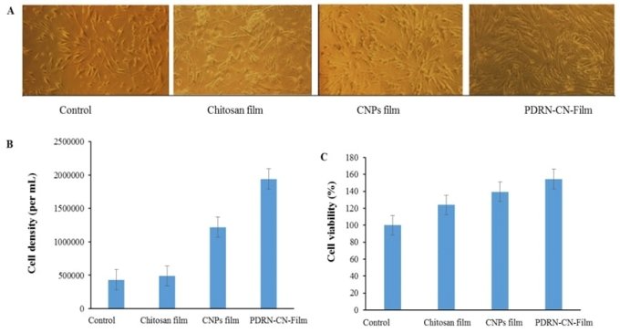인간 진피 섬유아세포를 키토산 필름(Chitosan film), 키토산 나노필름(CNP film), PDRN 함유 키토산 나노필름 (PDRN-CN-film)에 48시간 동안 노출 후 밀도(B)와 세포 생존능력(C) 측정 결과, PDRN을 함유한 키토산 나노필름의 경우 두 가지 모두 높은 수치를 나타냄/사진제공=제론바이오