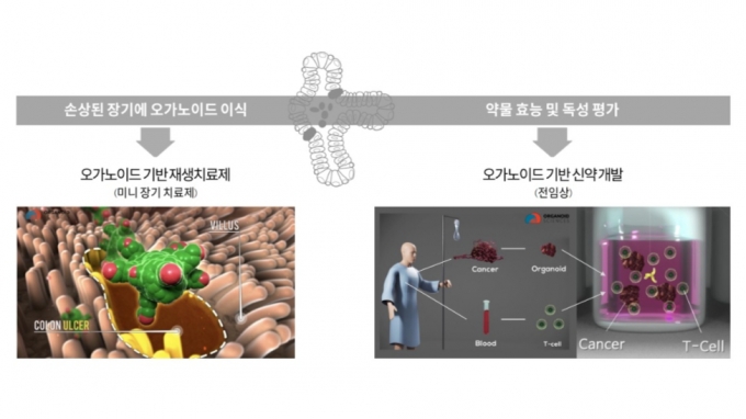 오가노이드를 활용한 사업 모델 /그래픽=오가노이드사이언스