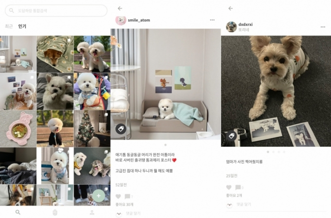 도담하랑에 올라온 반려동물 게시물 /사진=도담하랑