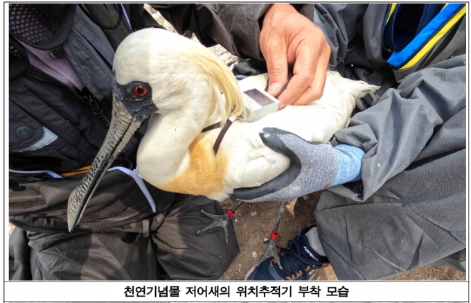 천연기념물 저어새, 월동경로 위치추적 놀라운 결과 "부모·자식이…"