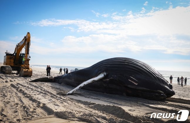 30일(현지시간) 미국 뉴욕 리도 해변으로 밀려온 혹등고래의 사체가 부검을 위해 옮겨지고 있다./사진=뉴스1