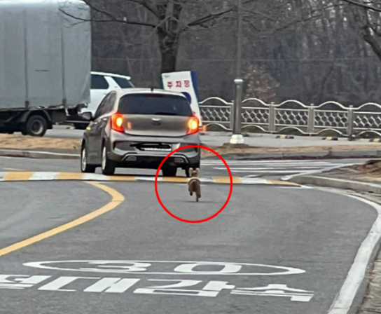 작은 몸으로 쫓아간다. 주인이 오른 차를 보면서. 다급하고 당황한 몸짓이다. 날 버리지 말라고, 추위에 내던지지 말라고, 차도에 두지 말라고, 온몸으로 외치는듯 했다./사진=네이버 온라인 카페 &#039;디젤매니아&#039; 