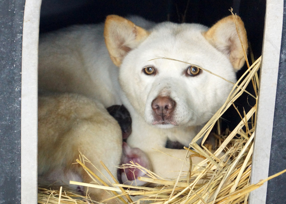 2018년 1월 8일, 강원 홍천군유기견보호소에서 주인 잃은 강아지들이 겨울을 보내고 있다./사진=뉴스1