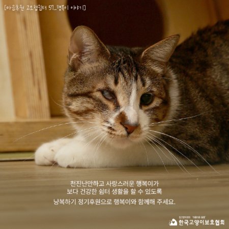 /사진=한국고양이보호협회
