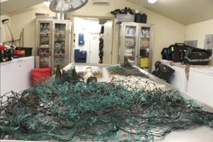 하와이 해안에서 발견된 죽은 고래 배 속에서 그물과 비닐봉지 등 해양 쓰레기가 발견됐다. /사진=AP통신
