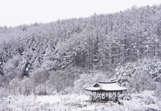 야생초화원에 눈이 내린 모습./사진제공=국립백두대간수목원