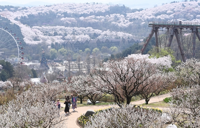 ▲2022년 4월 경기도 용인 에버랜드 하늘정원길을 찾은 시민들이 활짝 핀 벚꽃과 매화꽃을 바라보며 봄의 정취를 만끽하고 있다. /사진=뉴시스