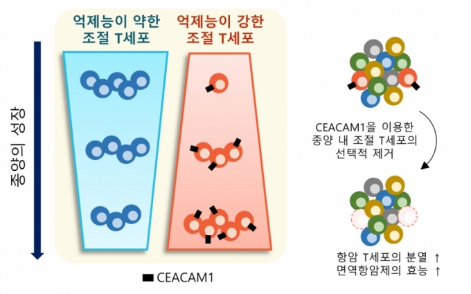 연구 내용. / 사진=카이스트(KAIST·한국과학기술원)