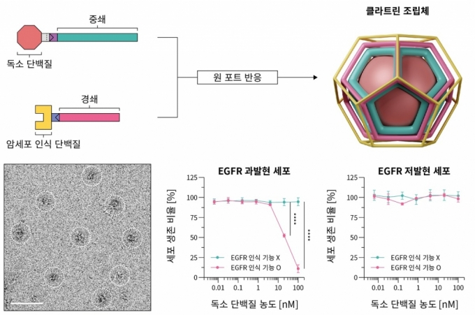 클란트린 조립체 형태. / 사진=카이스트(KAIST·한국과학기술원)