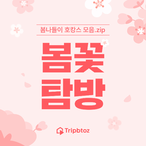 트립비토즈, 벚꽃 개화 시즌 맞아 '봄꽃 탐방 기획전' 진행