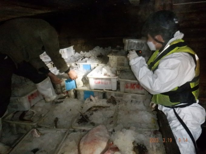 담당자들이 중국 어선에서 포획한 참홍어를 쌓아둔 창고를 검사하고 있다./사진=해수부 제공