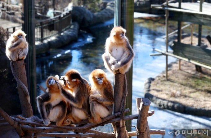 에버랜드 동물원 원숭이들. 위 사진은 기사내용과 관련이 없습니다. /사진=용인(경기)=홍봉진기자 honggga@