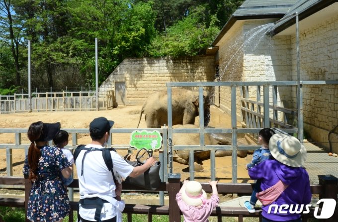 동물원에서 전시 중인 코끼리. 사진은 기사 내용과 직접적인 관련 없음./사진=뉴스1  