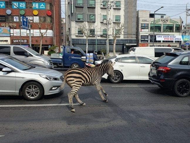 얼룩말 탈출 이유, 스트레스 아냐 얼룩말 탈출 이유, 스트레스 아냐