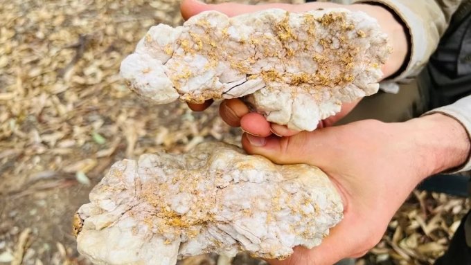 호주 빅토리아주에서 발견된 순금이 포함된 암석 /사진=대런 캠프
