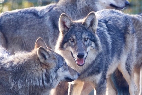 캠퍼다운 야생동물센터 측이 안락사 시킨 늑대 무리 /사진=캠퍼다운 야생동물센터 페이스북