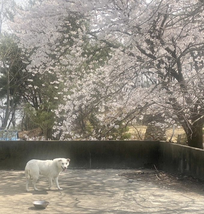 지난해 여름, 열악한 집에서 죽어가던 백구 45마리가 살아났다. 거기 두었어도, 울산시 보호소로 갔어도, 아마 다 별이 됐을 녀석들이 벚꽃을 보고 있다. 겨울이 지나고 봄이 왔다. 그러나 여전히 갈 길이 멀다./사진=남형도 기자