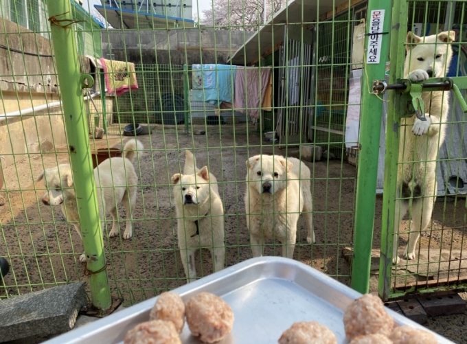 맛있는 걸 먹겠다며 기다리는 백구들. 약을 먹이기 위해 고기와 밥으로 만든 주먹밥이다./사진=남형도 기자