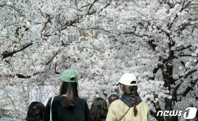 1일 오전 서울 영등포구 여의도 윤중로를 찾은 시민들이 벚꽃길을 걸으며 봄을 만끽하고 있다./사진=뉴스1