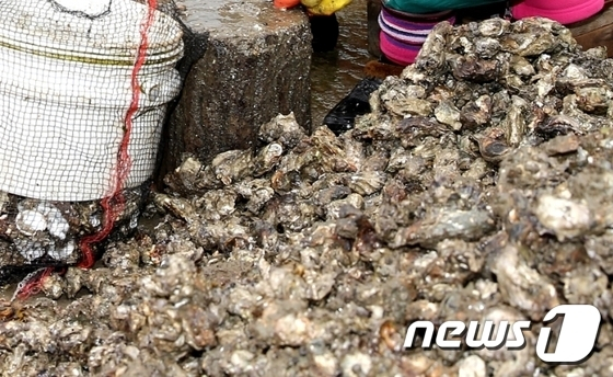 굴 패각 /사진=뉴스1