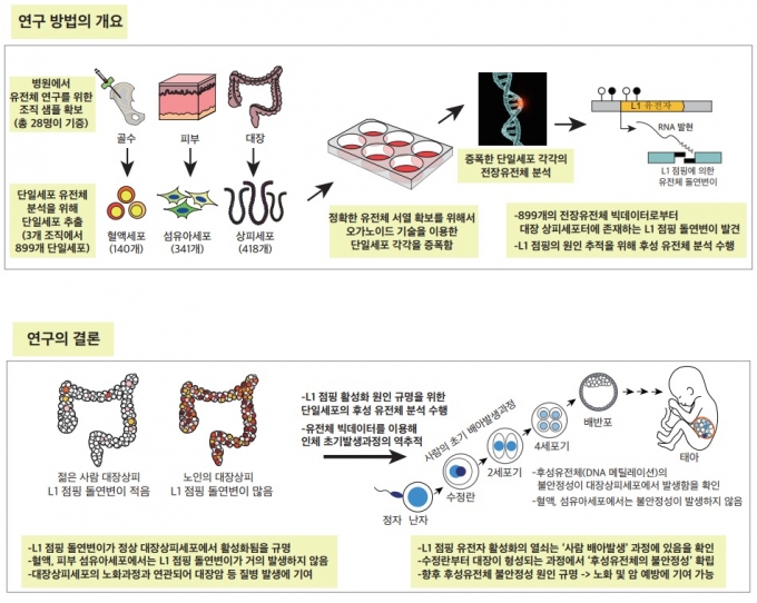 KAIST(한국과학기술원) 등 공동연구팀이 연구한 내용. / 사진=KAIST(한국과학기술원)