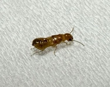 17일 서울 시내에서 발견된 외래종 흰개미 /사진제공=환경부