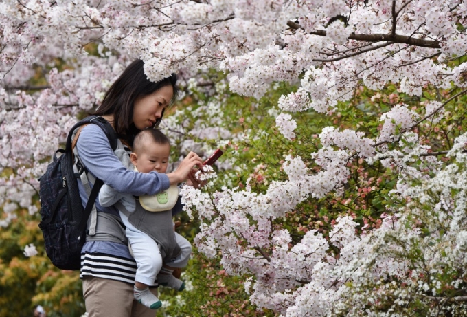 2015 3 Ϻ 쿡   ̸  Ȱ¦   ϰ ִ./AFPBBNews=1