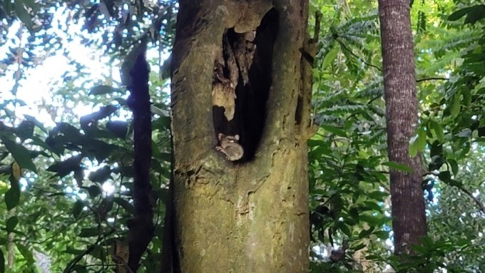 탕코코 국립공원의 자랑 타르시우스 안경원숭이. 고목 안을 집삼아 살고 있다. 100g이 안 되는 작은 몸집에 큰 눈이 특징이다./사진=제주항공