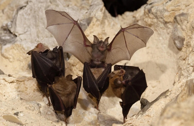 Discovery of Nine New Coronaviruses from Bats, Including a Close Relative of COVID-19