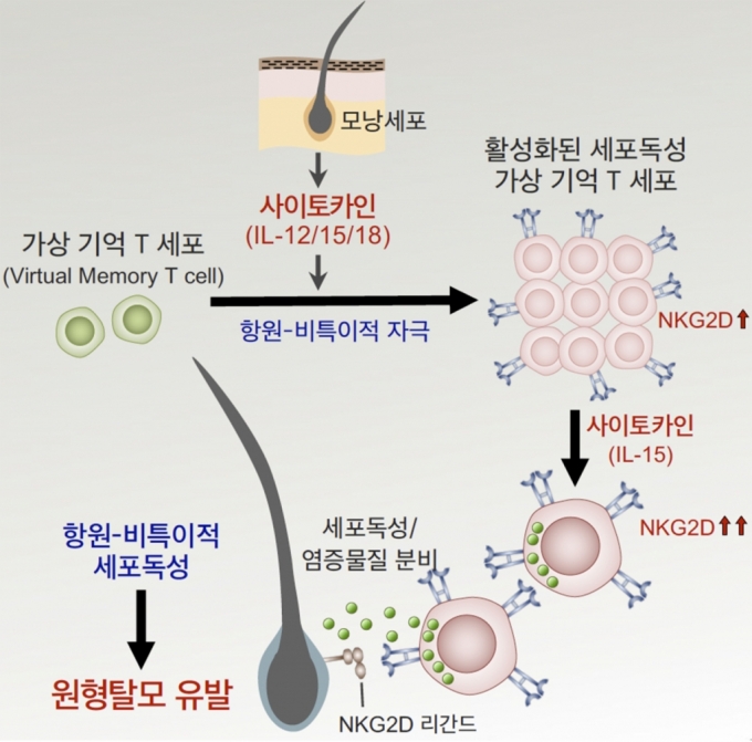 면역 T세포가 원형탈모증을 일으키는 연구 모식도. / 사진=KAIST(한국과학기술원)