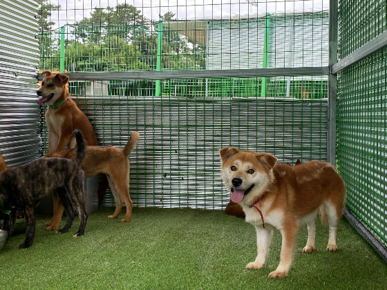 이호테우 개농장에서 살린 개들. 세일이, 세이, 세삼이, 세사, 세오, 세육이. 이제야 이리 웃는다./사진=남형도 기자