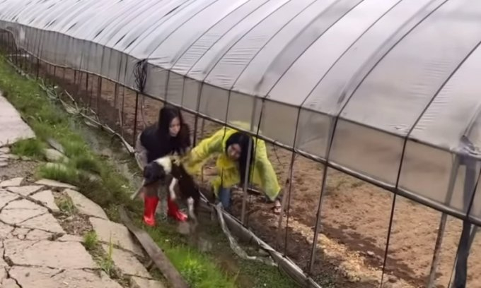 개농장 구조 과정에서 사라졌다가 발견된 보더콜리./사진=동물권단체 케어