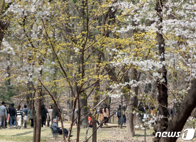 (서울=뉴스1) 박정호 기자 = 29일 서울 강남구 삼성동 선정릉을 찾은 시민들이 활짝 핀 벚꽃 아래서 점심시간을 활용해 산책을 하고 있다. 2023.3.29/뉴스1  Copyright (C) 뉴스1. All rights reserved. 무단 전재 및 재배포 금지.