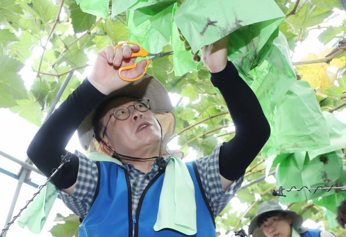 [부여=뉴시스] 조성봉 기자= 이재명 더불어민주당 대표가 25일 오전 충남 부여군 부여읍 정동리 침수지역 비닐하우스에서 수해복구 지원 활동을 하고 있다. 2023.07.25.