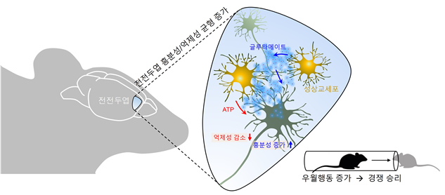 서울대 연구진이 동물실험을 통해 규명한 경쟁심 유발 메커니즘. 인간을 포함한 사회적 동물은 경쟁심이나 우월 행동을 할 때 뇌의 전전두엽 성상교세포가 활성화된다. / 사진=서울대
