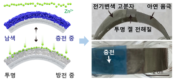 충전 시 남색, 방전 시 투명하게 바뀌는 고분자가 양극으로 이뤄진 전기변색 아연 이온전지. / 사진=KAIST(한국과학기술원)