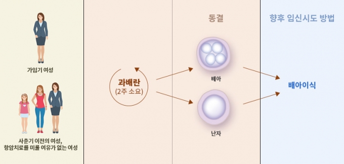 미혼 여성이 과배란을 유도해 얻은 난자를 얼린 후 결혼하면 임신을 원할 때 정자와 수정해 만든 배아를 자궁 내 이식하는 수술을 받을 수 있다. /그림=차병원