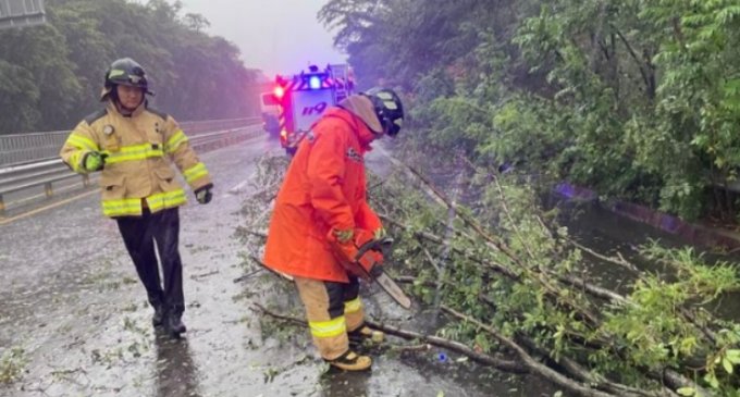 태풍 피해를 입은 강원도 고성, 차도에 쓰러진 나무들을 구조대원들이 정리하고 있다./사진=뉴스1