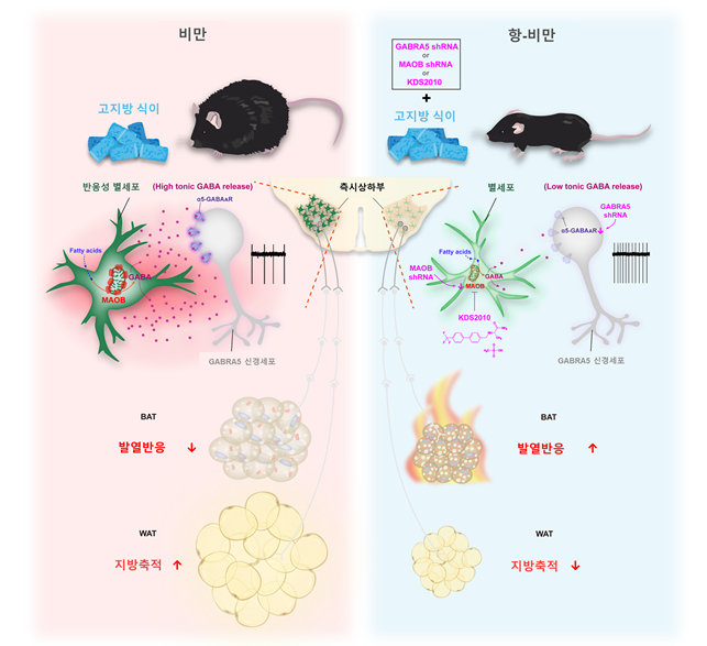 별세포의 지방 대사 조절 모식도. / 사진=기초과학연구원(IBS)