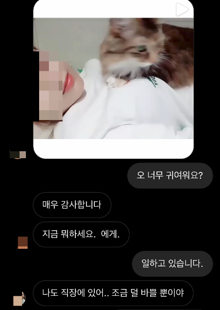 똘이 이야기를 했더니 본인 반려묘라고 영상을 보내왔다./사진=생각보다 치밀해서 놀란 남형도 기자