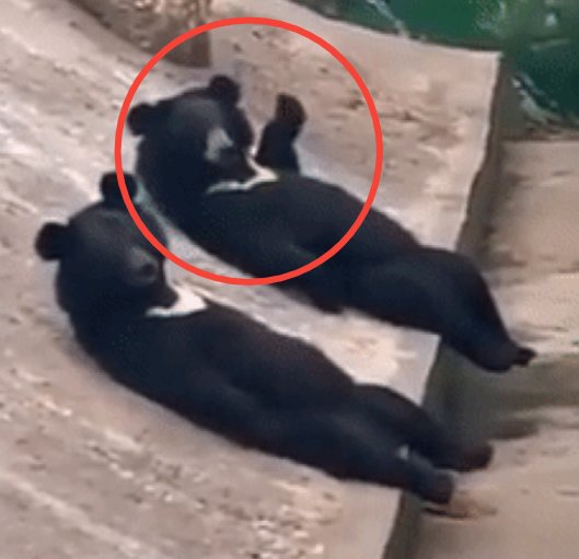 중국의 한 동물원에 있는 반달곰이 마치 사람처럼 손인사를 건네 화제다. 일부 누리꾼들 사이에선 "사람이 위장한 것 아니냐"는 의혹도 제기된다. /사진=유튜브 채널 '7890 xmoon'