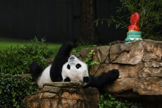 미국 워싱턴DC 스미소니언 국립 동물원에 있는 자이언트판다 샤오치지(Xiao Qi Ji) /AFPBBNews=뉴스1